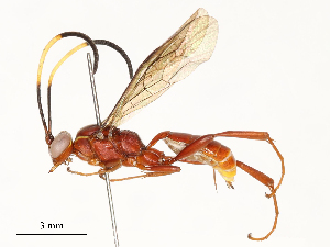  ( - CBG-A58562-F04)  @11 [ ] CreativeCommons - Attribution Share - Alike (2024) CBG Photography Group Centre for Biodiversity Genomics
