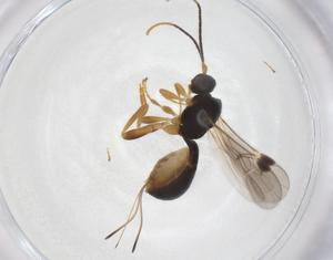  ( - CBG-A58723-A10)  @11 [ ] CreativeCommons - Attribution Share - Alike (2024) Centre for Biodiversity Genomics Centre for Biodiversity Genomics