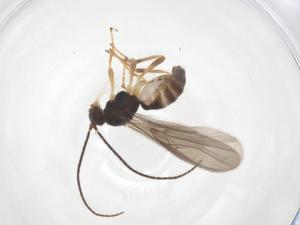  ( - CBG-A58728-G01)  @11 [ ] CreativeCommons - Attribution Share - Alike (2024) Centre for Biodiversity Genomics Centre for Biodiversity Genomics