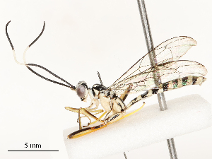  ( - CBG-A54416-H10)  @11 [ ] CreativeCommons - Attribution Share - Alike (2024) CBG Photography Group Centre for Biodiversity Genomics