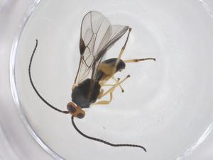  ( - CBG-A55609-C08)  @11 [ ] CreativeCommons - Attribution Share - Alike (2024) Centre for Biodiversity Genomics Centre for Biodiversity Genomics