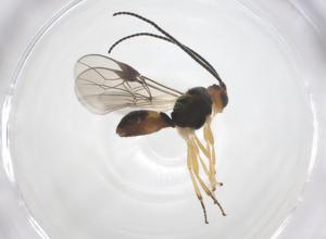  ( - CBG-A55609-F01)  @11 [ ] CreativeCommons - Attribution Share - Alike (2024) Centre for Biodiversity Genomics Centre for Biodiversity Genomics