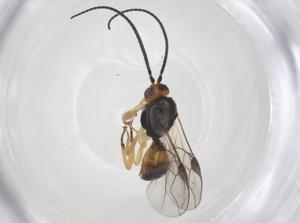  ( - CBG-A55609-H09)  @11 [ ] CreativeCommons - Attribution Share - Alike (2024) Centre for Biodiversity Genomics Centre for Biodiversity Genomics