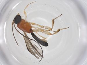  ( - CBG-A55610-G05)  @11 [ ] CreativeCommons - Attribution Share - Alike (2024) Centre for Biodiversity Genomics Centre for Biodiversity Genomics