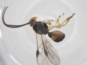  ( - CBG-A55610-G06)  @11 [ ] CreativeCommons - Attribution Share - Alike (2024) Centre for Biodiversity Genomics Centre for Biodiversity Genomics