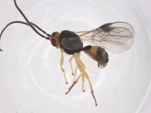  ( - CBG-A55611-A11)  @11 [ ] CreativeCommons - Attribution Share - Alike (2024) Centre for Biodiversity Genomics Centre for Biodiversity Genomics