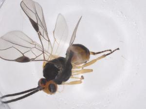  ( - CBG-A55611-C09)  @11 [ ] CreativeCommons - Attribution Share - Alike (2024) Centre for Biodiversity Genomics Centre for Biodiversity Genomics