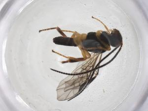  ( - CBG-A55675-A10)  @11 [ ] CreativeCommons - Attribution Share - Alike (2024) Centre for Biodiversity Genomics Centre for Biodiversity Genomics