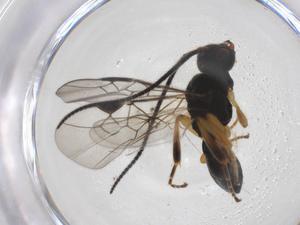  (Diospilus Malaise5956 - CBG-A55675-C06)  @11 [ ] CreativeCommons - Attribution Share - Alike (2024) Centre for Biodiversity Genomics Centre for Biodiversity Genomics