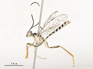  ( - CBG-A58573-A05)  @11 [ ] CreativeCommons - Attribution Share - Alike (2024) CBG Photography Group Centre for Biodiversity Genomics