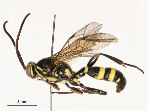  ( - CBG-A58573-A12)  @11 [ ] CreativeCommons - Attribution Share - Alike (2024) CBG Photography Group Centre for Biodiversity Genomics