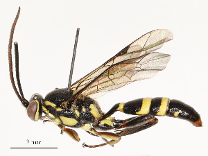  ( - CBG-A58573-B01)  @11 [ ] CreativeCommons - Attribution Share - Alike (2024) CBG Photography Group Centre for Biodiversity Genomics