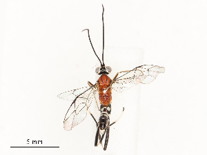  ( - CBG-A58573-D01)  @11 [ ] CreativeCommons - Attribution Share - Alike (2024) CBG Photography Group Centre for Biodiversity Genomics