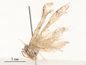  ( - CBG-A58573-E07)  @11 [ ] CreativeCommons - Attribution Share - Alike (2024) CBG Photography Group Centre for Biodiversity Genomics