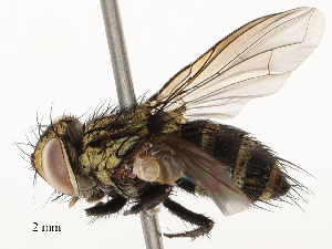  ( - CBG-A58574-D04)  @11 [ ] CreativeCommons - Attribution Share - Alike (2024) CBG Photography Group Centre for Biodiversity Genomics