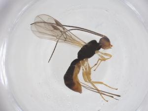  (Heterospilus Malaise8490 - CBG-A59225-F10)  @11 [ ] CreativeCommons - Attribution Share - Alike (2024) Centre for Biodiversity Genomics Centre for Biodiversity Genomics