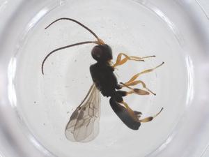  ( - CBG-A59225-G02)  @11 [ ] CreativeCommons - Attribution Share - Alike (2024) Centre for Biodiversity Genomics Centre for Biodiversity Genomics