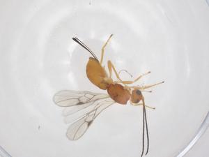  ( - CBG-A59227-D06)  @11 [ ] CreativeCommons - Attribution Share - Alike (2024) Centre for Biodiversity Genomics Centre for Biodiversity Genomics