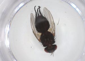  (Phytomyptera Malaise7517 - CBG-A59228-G02)  @11 [ ] CreativeCommons - Attribution Share - Alike (2024) Centre for Biodiversity Genomics Centre for Biodiversity Genomics