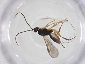  ( - CBG-A59229-B05)  @11 [ ] CreativeCommons - Attribution Share - Alike (2024) Centre for Biodiversity Genomics Centre for Biodiversity Genomics