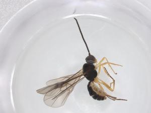  ( - CBG-A59233-C03)  @11 [ ] CreativeCommons - Attribution Share - Alike (2024) Centre for Biodiversity Genomics Centre for Biodiversity Genomics