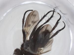  ( - CBG-A59233-F06)  @11 [ ] CreativeCommons - Attribution Share - Alike (2024) Centre for Biodiversity Genomics Centre for Biodiversity Genomics