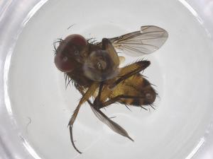  (Siphona Janzen0398 - CBG-A59235-F11)  @11 [ ] CreativeCommons - Attribution Share - Alike (2024) Centre for Biodiversity Genomics Centre for Biodiversity Genomics