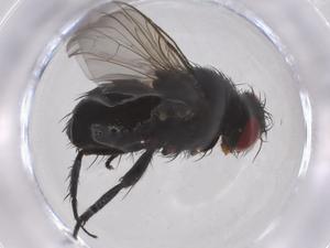  ( - CBG-A59236-B03)  @11 [ ] CreativeCommons - Attribution Share - Alike (2024) Centre for Biodiversity Genomics Centre for Biodiversity Genomics