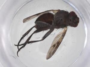  ( - CBG-A59238-D06)  @11 [ ] CreativeCommons - Attribution Share - Alike (2024) Centre for Biodiversity Genomics Centre for Biodiversity Genomics