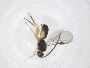  ( - CBG-A59239-C08)  @11 [ ] CreativeCommons - Attribution Share - Alike (2024) Centre for Biodiversity Genomics Centre for Biodiversity Genomics