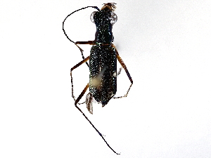  ( - BIOUG62728-B11)  @11 [ ] CreativeCommons - Attribution (2022) CBG Photography Group Centre for Biodiversity Genomics