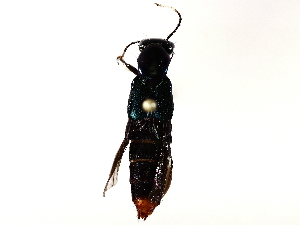  ( - BIOUG73025-B10)  @11 [ ] CreativeCommons - Attribution (2021) CBG Photography Group Centre for Biodiversity Genomics
