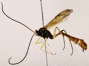  ( - BIOUG73025-G10)  @11 [ ] CreativeCommons - Attribution (2021) CBG Photography Group Centre for Biodiversity Genomics