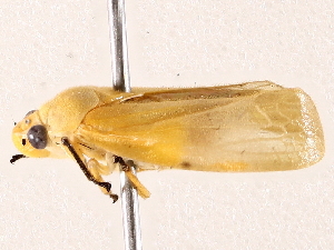  ( - BIOUG73029-F08)  @11 [ ] CreativeCommons - Attribution (2022) CBG Photography Group Centre for Biodiversity Genomics