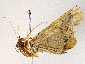  ( - BIOUG73648-C03)  @11 [ ] CreativeCommons - Attribution (2021) CBG Photography Group Centre for Biodiversity Genomics