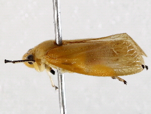  ( - BIOUG73648-G01)  @11 [ ] CreativeCommons - Attribution (2021) CBG Photography Group Centre for Biodiversity Genomics