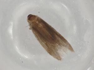  (ereMalaise01 Malaise9821 - BIOUG75180-B10)  @11 [ ] CreativeCommons - Attribution (2022) Centre for Biodiversity Genomics Centre for Biodiversity Genomics