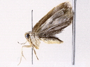  (Antaeotricha Malaise9991 - BIOUG76503-B10)  @11 [ ] CreativeCommons - Attribution (2022) CBG Photography Group Centre for Biodiversity Genomics