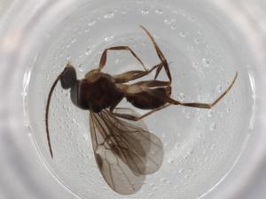  ( - BIOUG76710-E12)  @11 [ ] CreativeCommons - Attribution (2022) Centre for Biodiversity Genomics Centre for Biodiversity Genomics