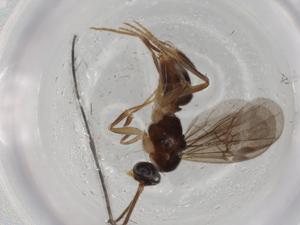  ( - BIOUG76710-G11)  @11 [ ] CreativeCommons - Attribution (2022) Centre for Biodiversity Genomics Centre for Biodiversity Genomics