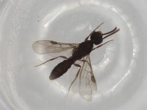  ( - BIOUG76711-E06)  @11 [ ] CreativeCommons - Attribution (2022) Centre for Biodiversity Genomics Centre for Biodiversity Genomics