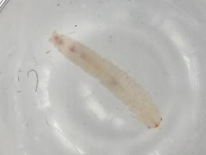  (tortmalaise01 Malaise9956 - BIOUG76744-H02)  @11 [ ] CreativeCommons - Attribution (2022) Centre for Biodiversity Genomics Centre for Biodiversity Genomics