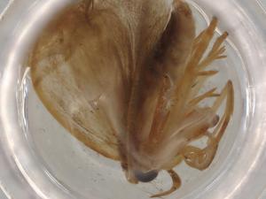  (Antaeotricha Malaise9796 - BIOUG76822-C06)  @11 [ ] CreativeCommons - Attribution (2022) Centre for Biodiversity Genomics Centre for Biodiversity Genomics