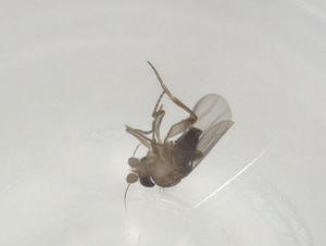  ( - BIOUG77309-B01)  @11 [ ] CreativeCommons - Attribution (2022) Centre for Biodiversity Genomics Centre for Biodiversity Genomics