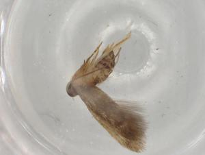  ( - BIOUG77411-F09)  @11 [ ] CreativeCommons - Attribution (2022) Centre for Biodiversity Genomics Centre for Biodiversity Genomics