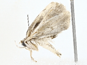  ( - BIOUG77740-E03)  @11 [ ] CreativeCommons - Attribution (2022) CBG Photography Group Centre for Biodiversity Genomics