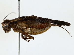  ( - BIOUG77757-F01)  @11 [ ] CreativeCommons - Attribution (2022) CBG Photography Group Centre for Biodiversity Genomics