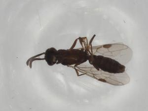  ( - BIOUG82263-B06)  @11 [ ] CreativeCommons - Attribution (2022) Centre for Biodiversity Genomics Centre for Biodiversity Genomics