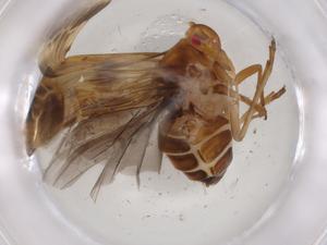  ( - BIOUG83041-B04)  @11 [ ] CreativeCommons - Attribution (2022) Centre for Biodiversity Genomics Centre for Biodiversity Genomics