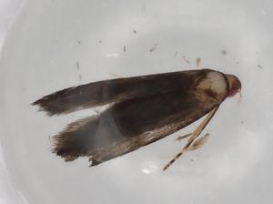  ( - BIOUG83183-D05)  @11 [ ] CreativeCommons - Attribution (2022) Centre for Biodiversity Genomics Centre for Biodiversity Genomics